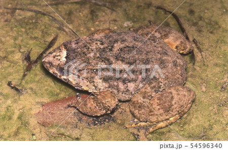 ナミエガエル ナミエガエル 54596340