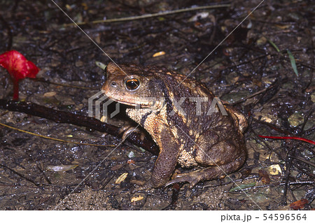 ミヤコヒキガエル 54596564