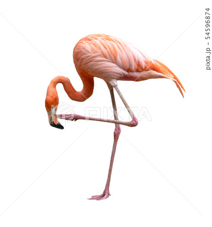 American Flamingo Bird Phoenicopterus Ruber の写真素材