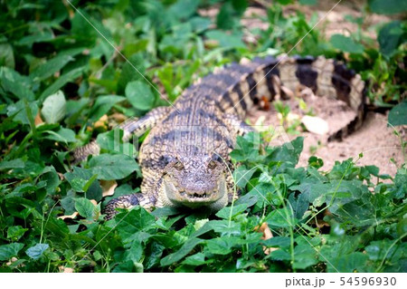 small crocodile hiding in green grass 54596930
