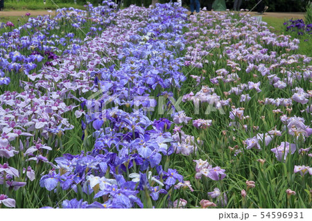 横須賀しょうぶ園の花しょうぶ 54596931