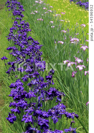 横須賀しょうぶ園の花しょうぶ 54596932