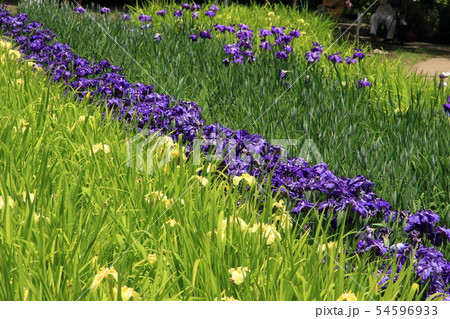 横須賀しょうぶ園の花しょうぶ 横須賀しょうぶ園の花しょうぶ 54596933