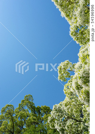 ヒトツバタゴ ヒトツバタゴ 54596996
