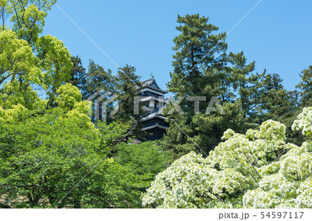 ヒトツバタゴ 54597117