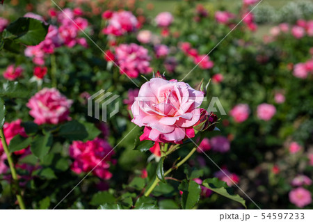 ピンクの薔薇 54597233