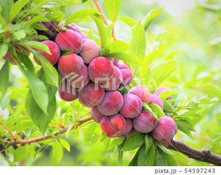 マンザエモン　初夏の桃の実 54597243