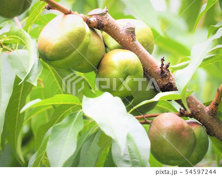 薬缶の実　初夏 54597244