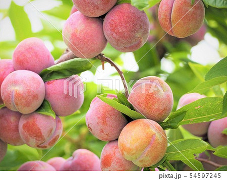 マンザエモン　初夏の桃の実 54597245