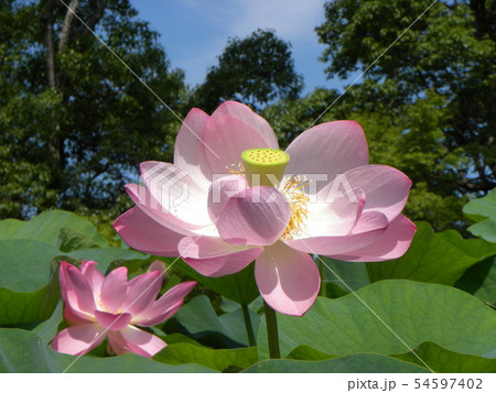 千葉公園のオオガハスの桃色の花 千葉公園のオオガハスの桃色の花 54597402
