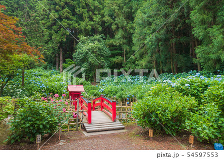 中庭の紫陽花 弘長寺 松本市の写真素材