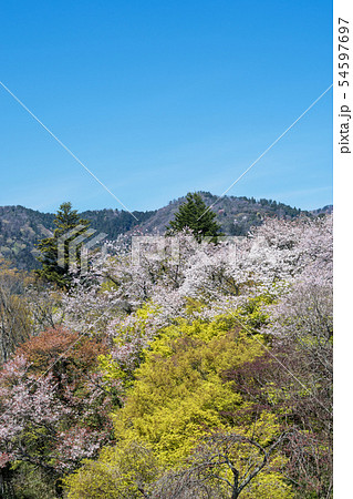 山城　月山富田城周辺の山　春　 54597697