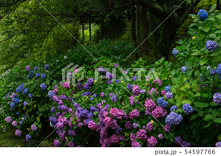 紫陽花(香川県坂出市) 紫陽花(香川県坂出市) 54597766