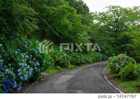 紫陽花(香川県坂出市) 54597767