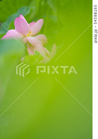蓮 54598165