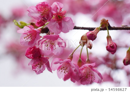 河津桜 河津桜 54598627