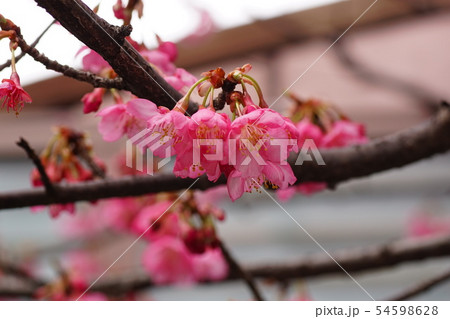 河津桜 河津桜 54598628
