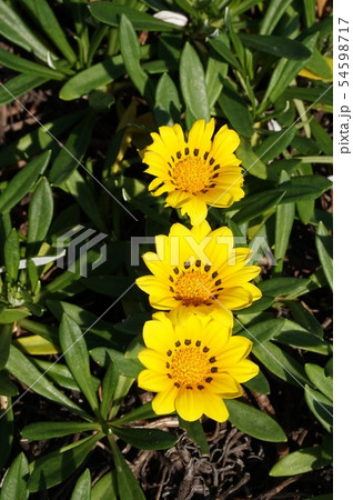 カザニア 54598717