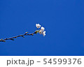 桜　青空 54599376