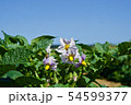 じゃがいも　花 54599377
