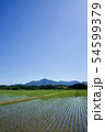 田んぼ　田植え　山　米山　青空 54599379