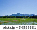 田んぼ　田植え　山　米山　青空 54599381
