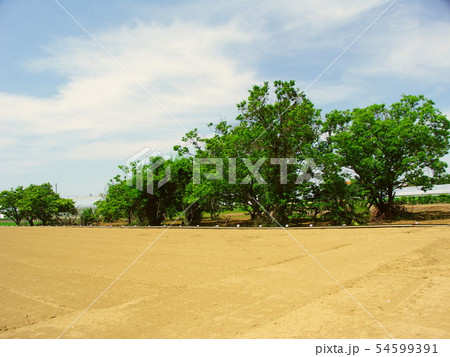 初夏の畑と木立のある風景 初夏の畑と木立のある風景 54599391