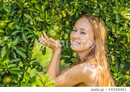 Portrait of Attractive Farmer Woman is Harvesting Orange in Organic Farm, Cheerful Girl in Happiness Portrait of Attractive Farmer Woman is Harvesting Orange in Organic Farm, Cheerful Girl in Happiness 54599461