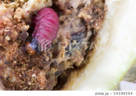 worm on durian fruit isolated on white background 54599504