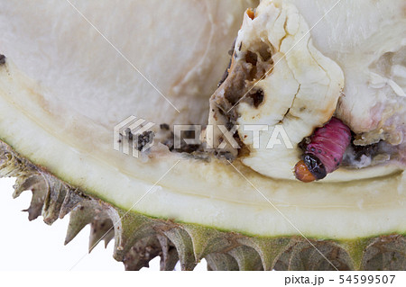 worm on durian fruit isolated on white background 54599507