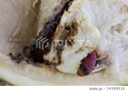 worm on durian fruit isolated on white background 54599510