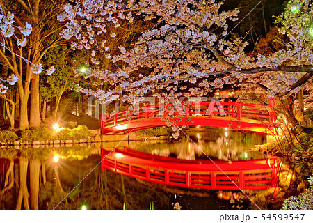 臥竜公園の夜桜 54599547