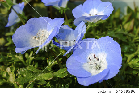 ネモヒラ 54599596