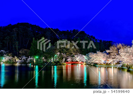 臥竜公園の夜桜 54599640