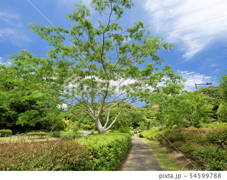 神奈川県　光の丘水辺公園 54599788