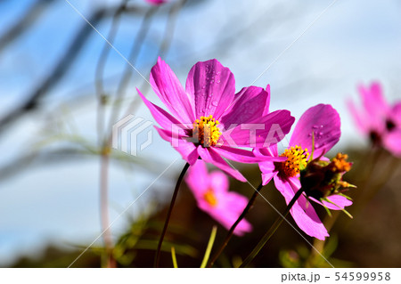 満開に咲くコスモスの花 満開に咲くコスモスの花 54599958