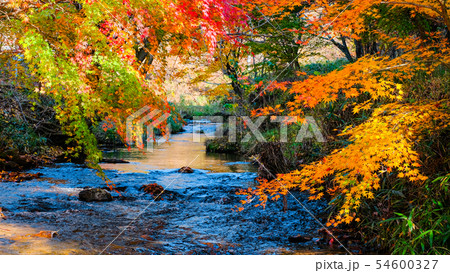 滝川渓谷・秋（福島県） 54600327