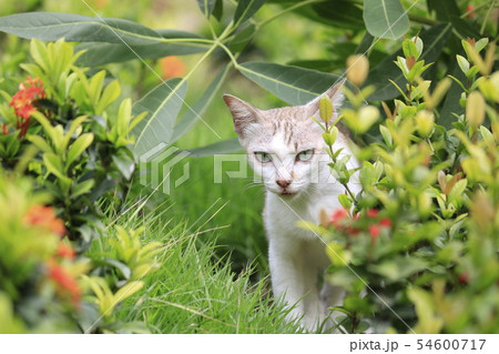 The nature of the cat is playing in the garden. 54600717