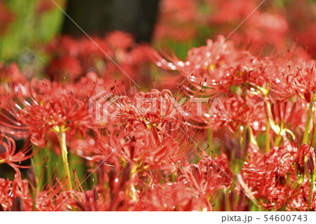 権現堂堤の花咲くヒガンバナの群生地 54600743