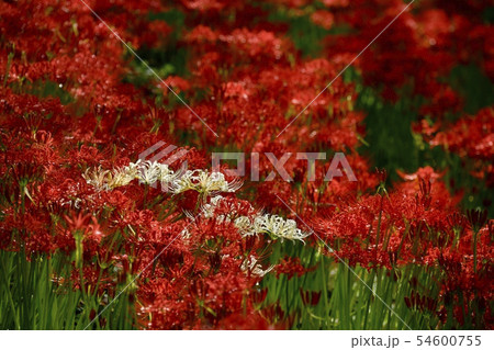 権現堂堤の花咲くヒガンバナの群生地 白のヒガンバナ 権現堂堤の花咲くヒガンバナの群生地 白のヒガンバナ 54600755