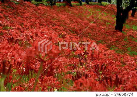 権現堂堤の花咲くヒガンバナの群生地 54600774