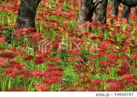 権現堂堤の花咲くヒガンバナの群生地 権現堂堤の花咲くヒガンバナの群生地 54600797