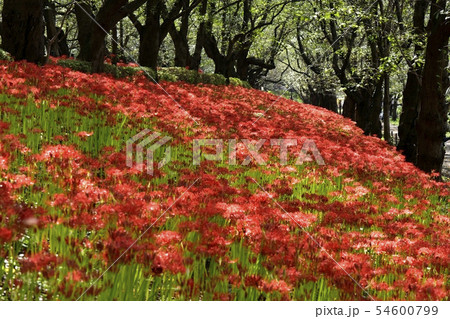 権現堂堤の花咲くヒガンバナの群生地の写真素材