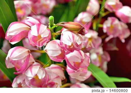 花の女王と呼ばれる美しい花を咲かせるランの写真素材