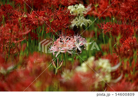 権現堂堤の花咲くヒガンバナの群生地 ピンク色のヒガンバナ 権現堂堤の花咲くヒガンバナの群生地 ピンク色のヒガンバナ 54600809