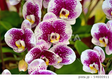 花の女王と呼ばれる美しい花を咲かせるラン 花の女王と呼ばれる美しい花を咲かせるラン 54600911