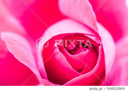 真っ赤なバラの花 真っ赤なバラの花 54601664