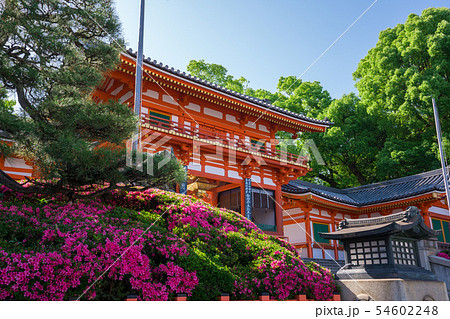 京都　八坂神社のサツキの花と西楼門 54602248