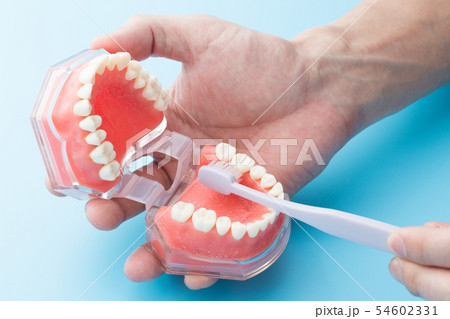 歯磨き指導 54602331
