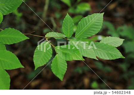 雨季のブナの葉 福島県只見町 雨季のブナの葉 福島県只見町 54602348